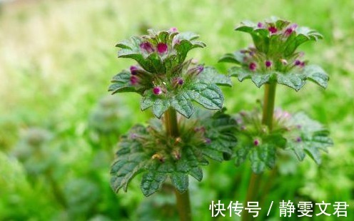 黄水疮|农村人最熟悉的野菜,能清热解毒,活血止痛,效果显著