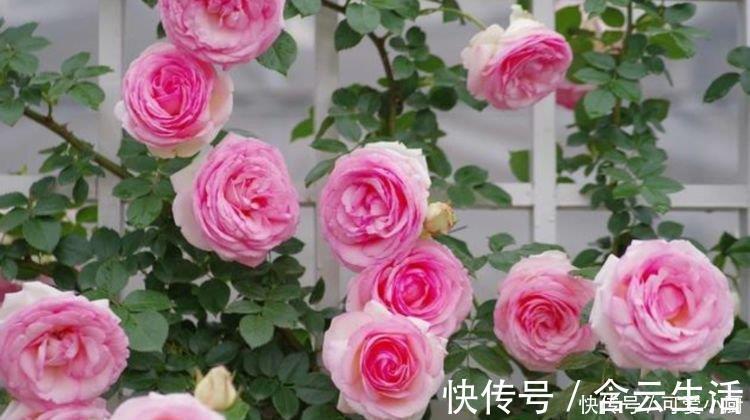 天竺葵|被称为“开花劳模”的4种花,一开就是300多天,漂亮花期长