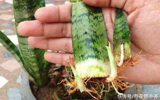 栽培|喜欢养虎皮兰,教你3种虎皮兰繁殖方法,学会一种就能变“大户”