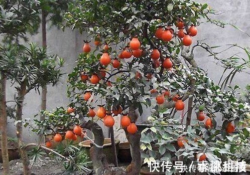 此种花养成老桩可卖高价,不用花钱买,只需一点果肉,就能存活!