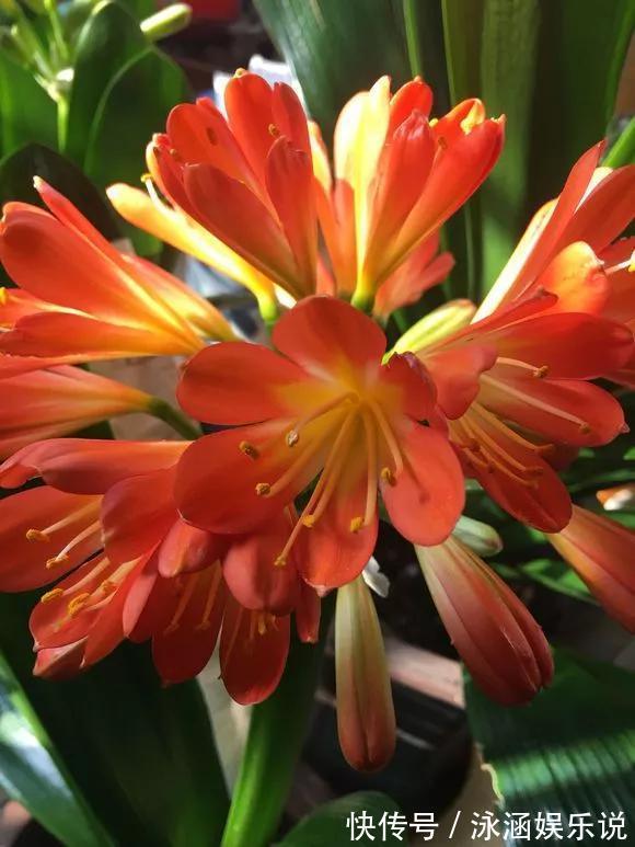 养花技巧6种花须用小盆“挤着养”,控水好、长得旺!