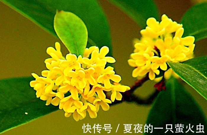 养花就养耐旱的，开花花朵挂满枝，比吊兰还好养，夏季也赏花不断