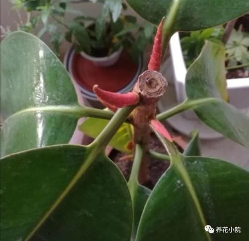 养橡皮树，春天“剪一刀”，侧枝长得多，树形更美观