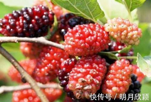 桑葚|便秘别再吃泻药了,多吃这6种食物,轻松排便,肠道更健康