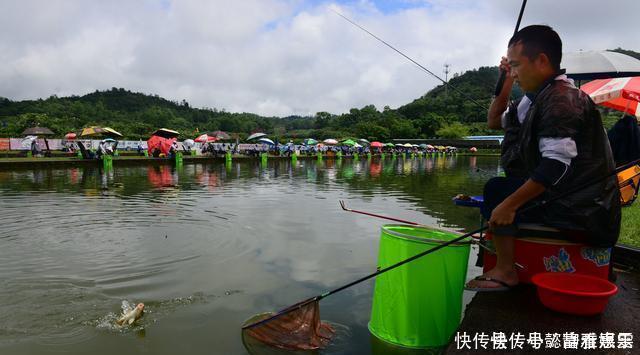 鱼儿|钓鱼时放药酒效果很好,但用错了反而死窝,几个技巧让你钓好鱼
