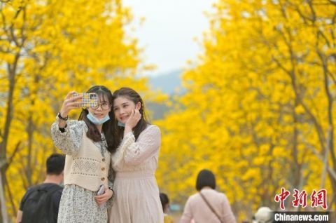 广西南宁黄花风铃木盛放 游客畅游“黄金花海”