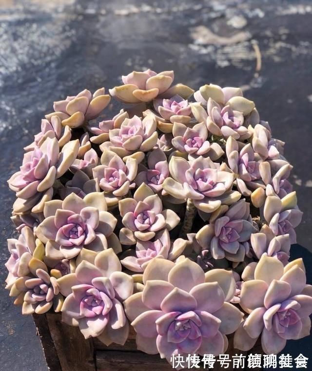 光照|一种紫色“多肉”,5个养护小技巧,叶片肥,长成群生的漂亮老桩