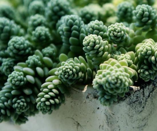 养多肉,就养3种“美人”,叶肥、颜色亮,一年到头“肉嘟嘟”