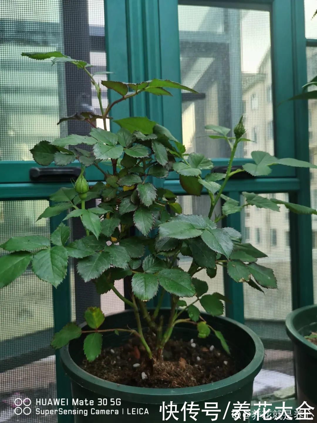 给花浇水掺点白醋,植物根比萝卜还粗,健壮不黄叶