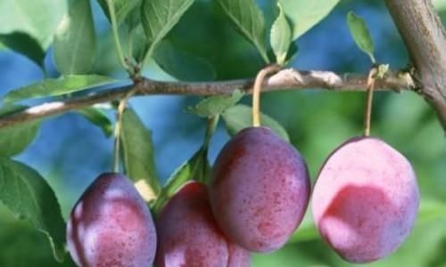 火麻仁|痔疮的“天敌”被中医发现,每天吃一点,活血化瘀,轻松赶跑痔疮!