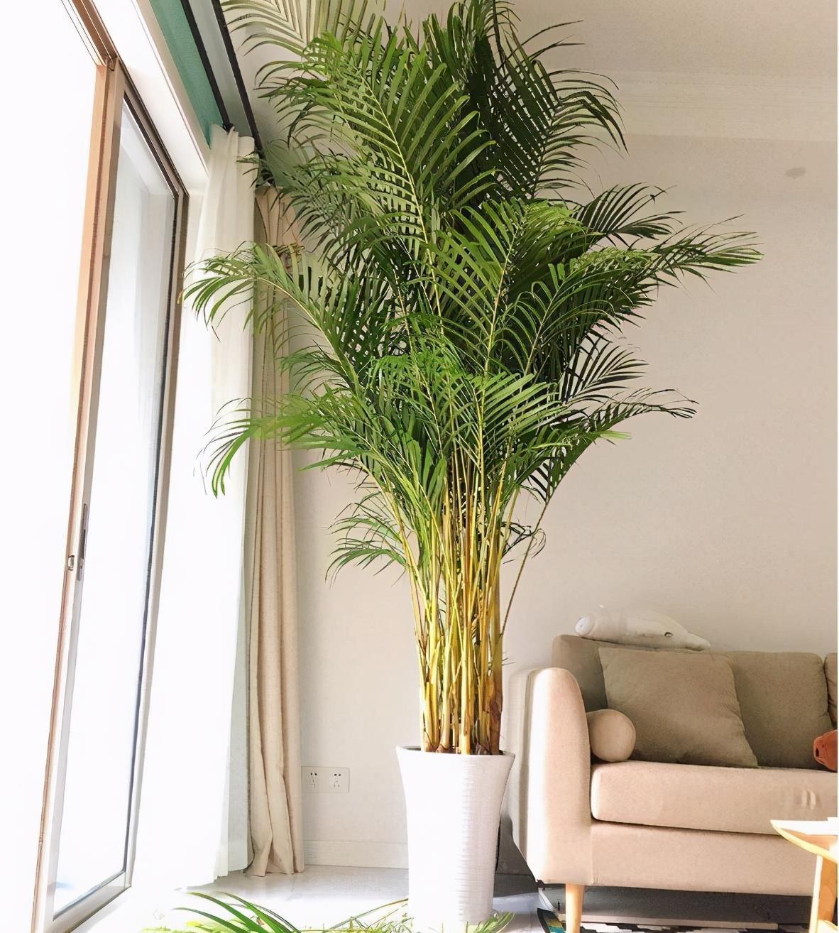 养花|客厅养花，就养“大树”，2年长成“绿巨人”，优雅漂亮，品位佳