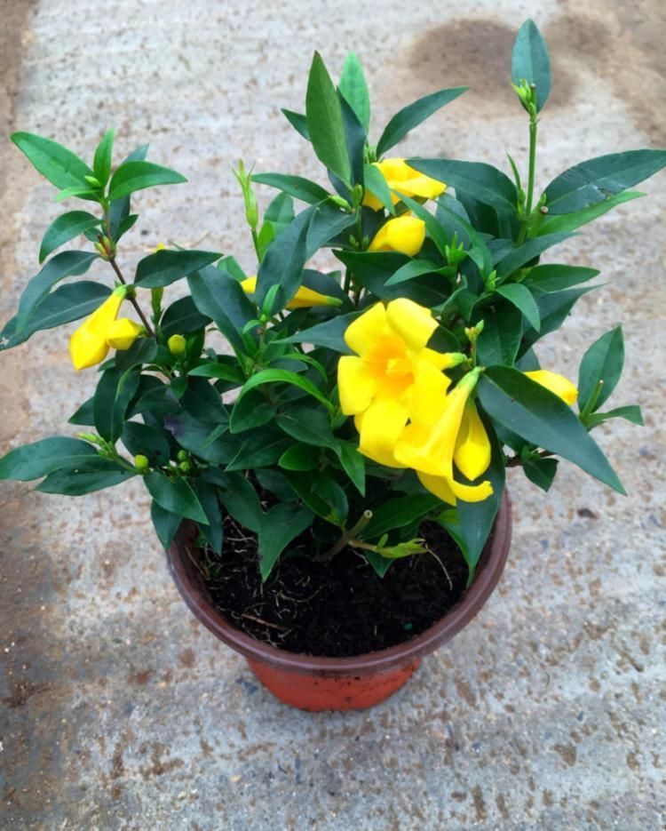 好闻的“香水花”,天冷开花一开开满盆,养一盆吧!