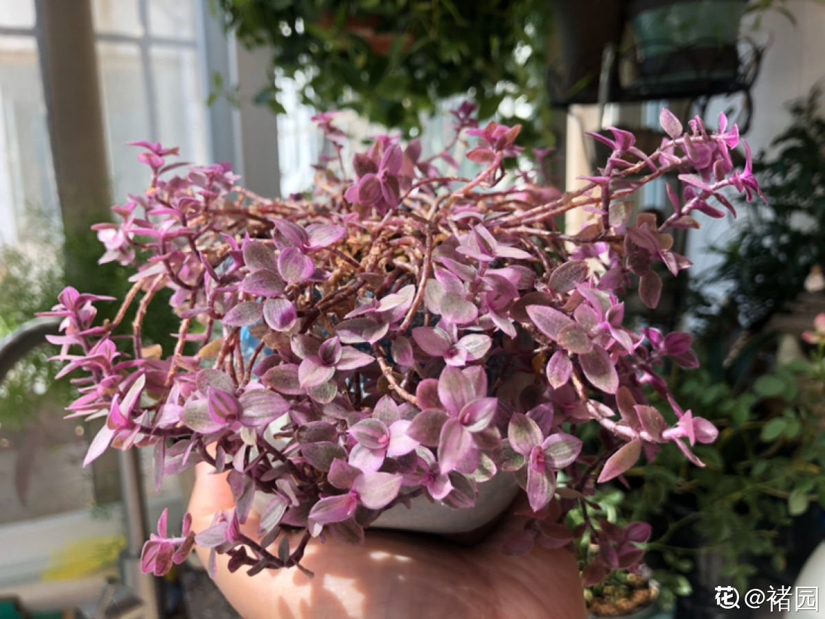 枯萎|一盆胭脂云，颜色粉嫩像“仙女”，秋天上色特好看