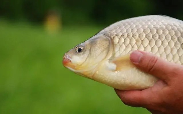 斤鲫越钓越多,不是吹牛,只是参透了这些钓鱼绝招!