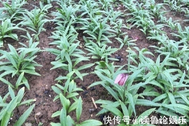 老伯|农民伯伯只拿它来种植卖钱,却不知道它还有这层药用价值!