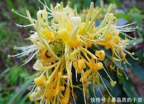 盆栽|正好碰到路边修剪2种树,捡点枝条拿回家,扦插成盆栽开花香极了!