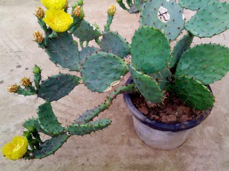 这几点记住了!仙人掌长出高海拔,又壮又肥像打了鸡血