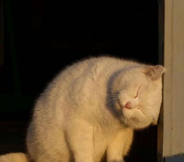 程文璐|五本早已完结却依旧处于巅峰的小说,剧情精彩口碑炸裂,百看不厌