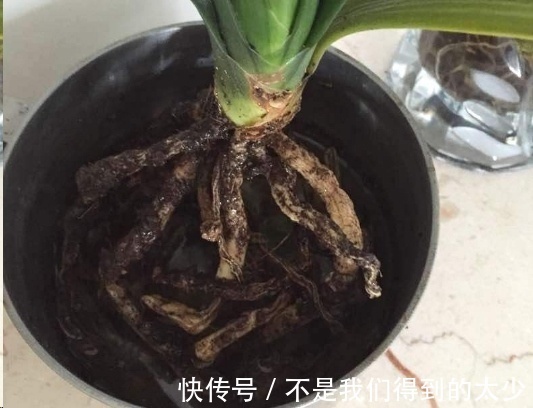 家里的君子兰一浇水就烂根掌握这点浇水技巧,只长花不烂根!