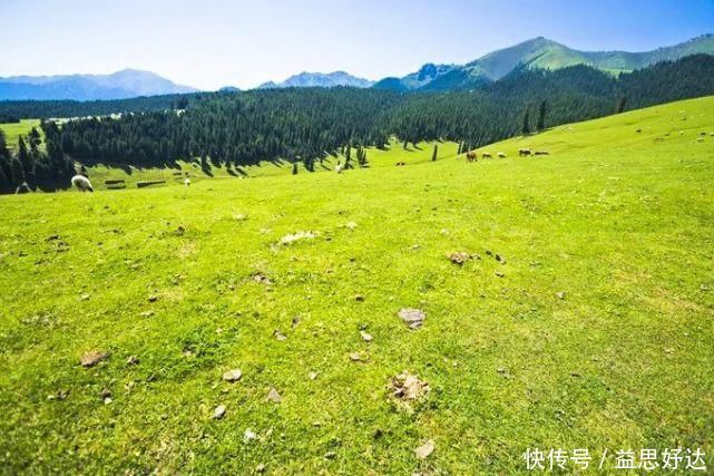 伊犁哈萨克自治州|新疆最美的草原，景色好看的一塌糊涂你去过几个