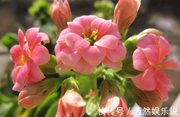 新手|新手养长寿花，做好3个小技巧，花苞猛长不停，养一盆爆一盆