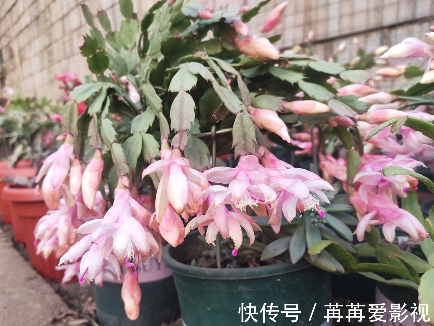 蟹爪兰|去年的蟹爪兰一个花苞没长,只需3步操作,花苞“蹭蹭冒”