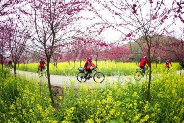 贵州黔西：春花烂漫迎客来