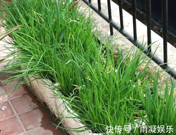 阳台种上“5种菜”,种盆里就活,吃了一茬又一茬,懒人必选!