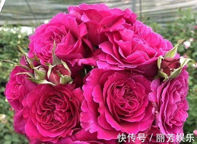 “高端名花”女人香气,姿容高雅,娇嫩柔和,实属养花首选