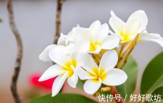 素馨花|此花是涅槃之花，给人一种满怀希望的动力，为人们带来无尽希望！