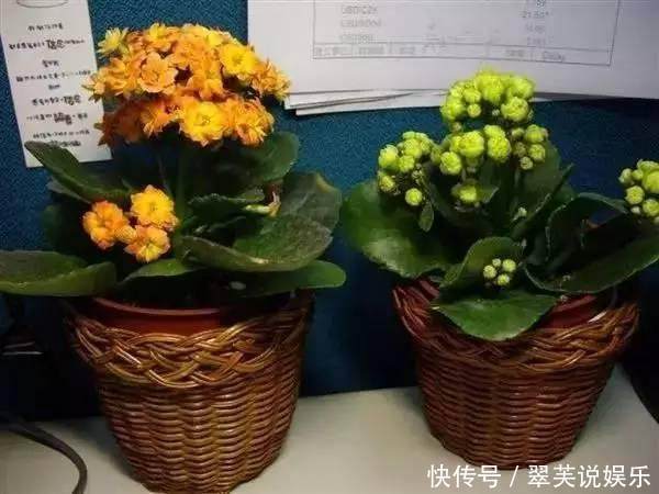 休眠|别再乱浇水了,这些植物,浇水越勤,死得越快!