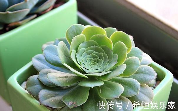 叶片|想要多肉老桩盆栽,养黑法师不如栽它,注意4点堪称天然净化器