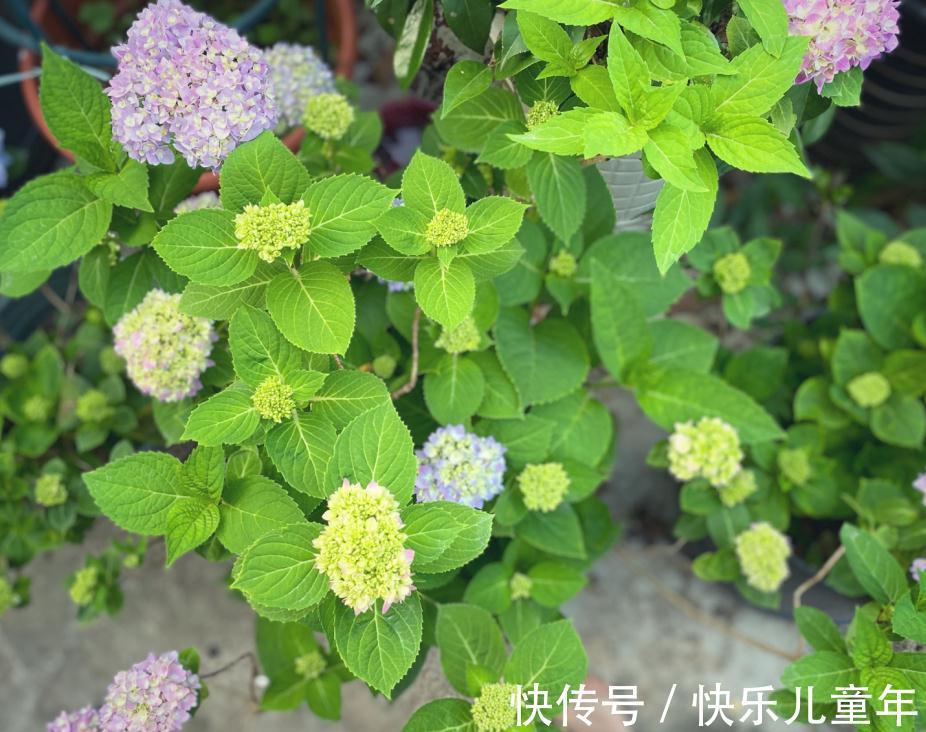 冬日室内盆栽绣球花，记不住这4点要求算白干