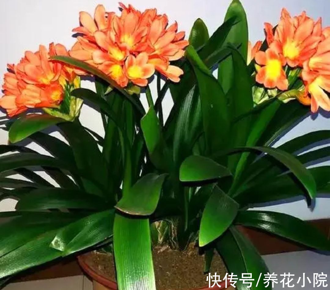 植株|5种花卉，需要“冻一冻”，才能开出漂亮的花朵