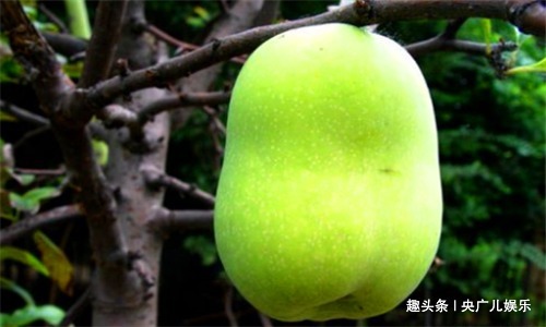 食物|女性要常给自己的身体排毒,推荐吃4种食物,排除毒素,缓解痛经