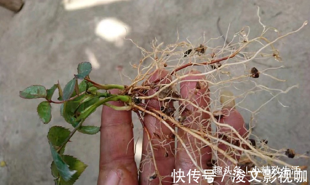 生根|月季扦插难,“撞墙2.0扦插法”,1月生根,就问你盆够不够