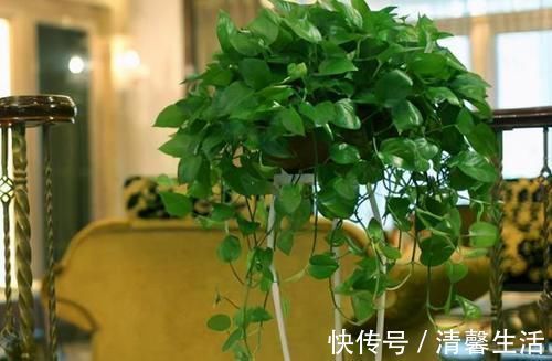 都知道啤酒养花好,然而,没掌握住“浓度配比”却会出大事