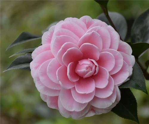 落蕾|茶花开了,没几天就蔫了,注意3点,开花如碗大