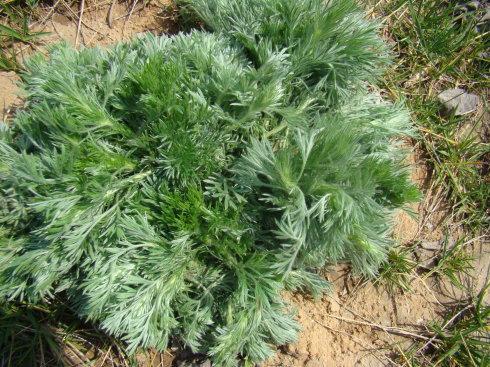 抗衰老|女人养肝就是抗衰老,3种野菜,养肝护肝,肝脏舒服,人才显年轻