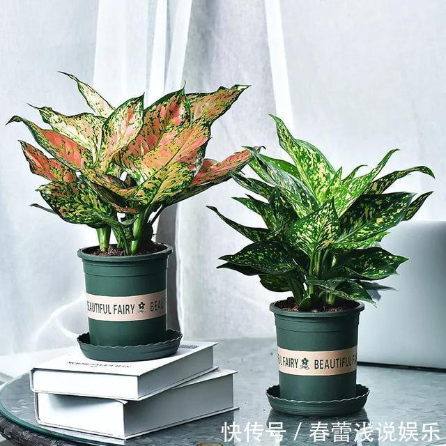 客厅最旺宅的6种花,一种比一种好养,一棵比一棵好看