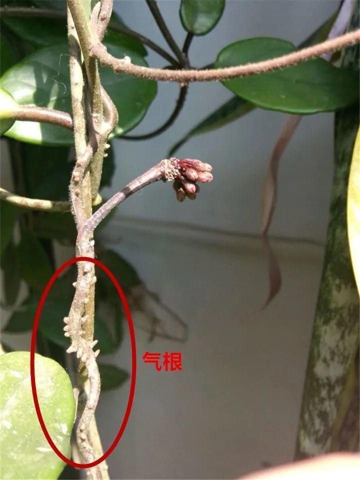 茉莉花扦插有机关，砍这一段枝条，插土里3天就活！