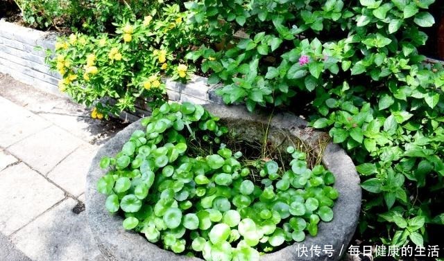 家养铜钱草，财源滚滚来，黄叶也不怕一招爆满家，瓶瓶罐罐全是它！