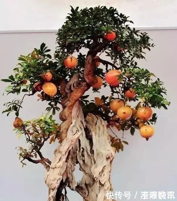 盆景|养盆景不能急于求成,遵循循序渐进的过程,这6点切忌不要触碰