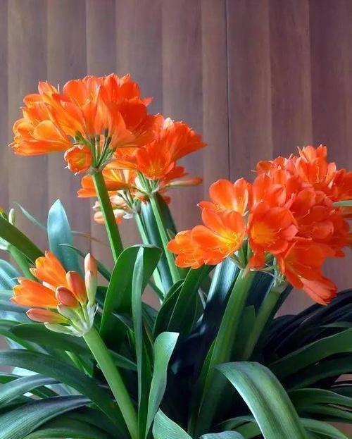 君子兰生长缓慢,教你做一款不用花钱的肥料