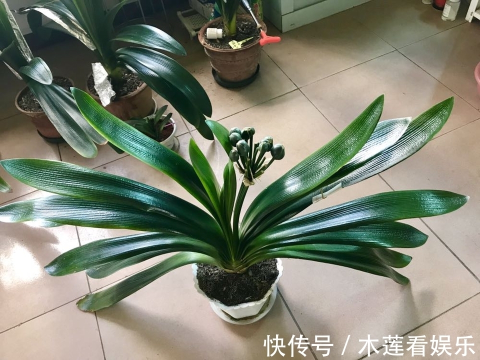 成群兰|君子兰长了两个叶心是坏事吗不是，给足营养开花成群兰，美爆了