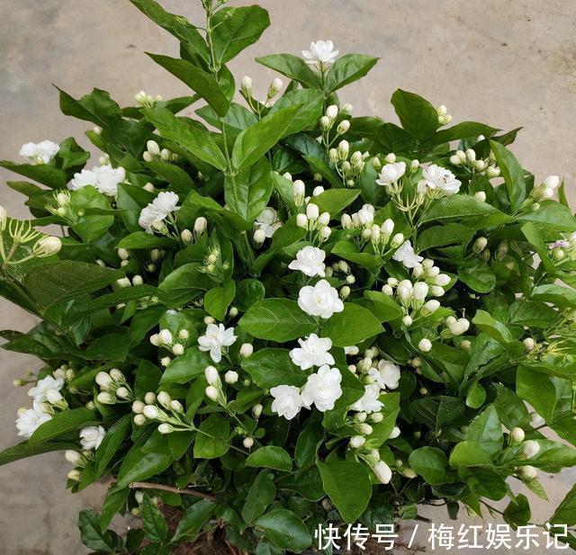 能“养人”的四种花,好养不怕热,可凉拌可泡茶,还能驱蚊子