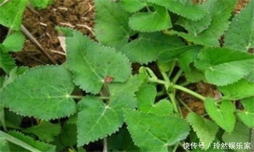 减脂|想长寿要会吃，多吃3种食物，清肠排毒，降压减脂，养护血管