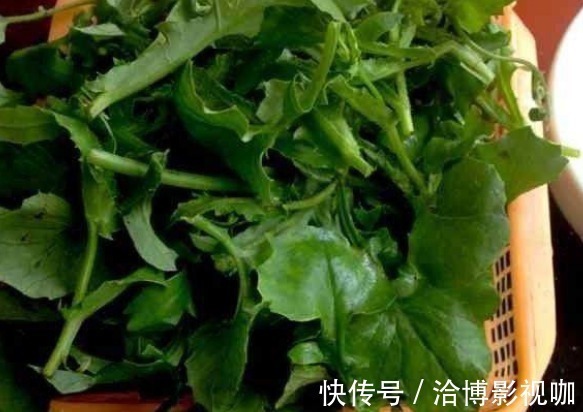 农民朋友|农村一种野菜被城里人当宝贝,原来叶子好吃,一斤二十块供不应求
