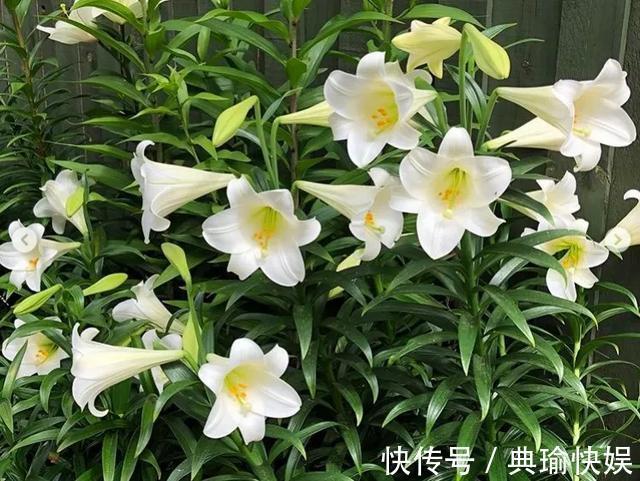 百合花|养百合花真上瘾，长的快、开花多，寓意还好，每个品种都想养！