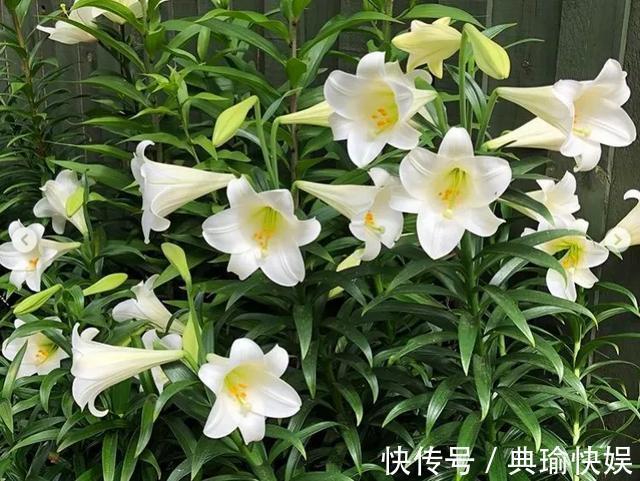 养百合花真上瘾,长的快、开花多,寓意还好,每个品种都想养!
